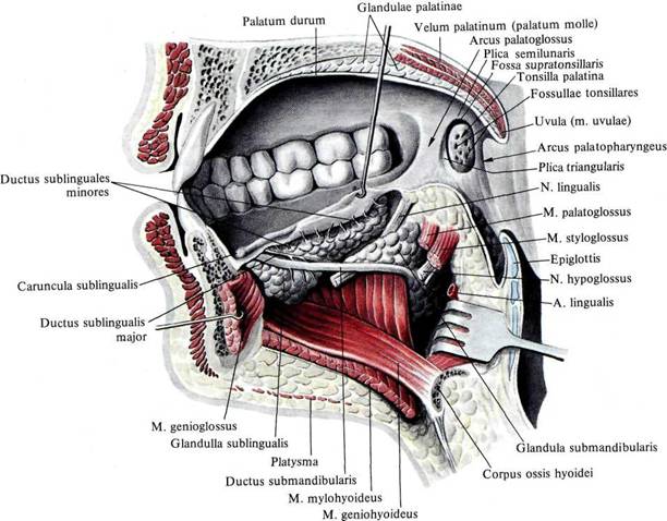 Пространства полости рта. Ротовая полость анатомия латынь. Атлас строение ротовой полости. Ротовая полость анатомия атлас. Строение ротовой полости анатомия латынь.