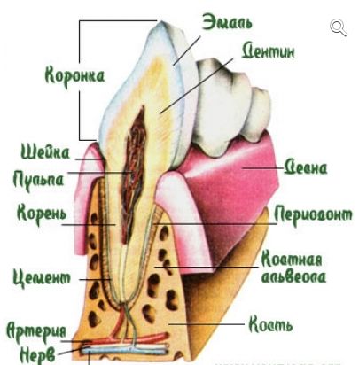 строение зуба человека