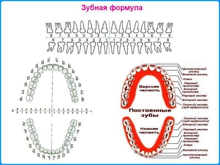 Зубная формула! 8-4-8-12 Зубная формула!