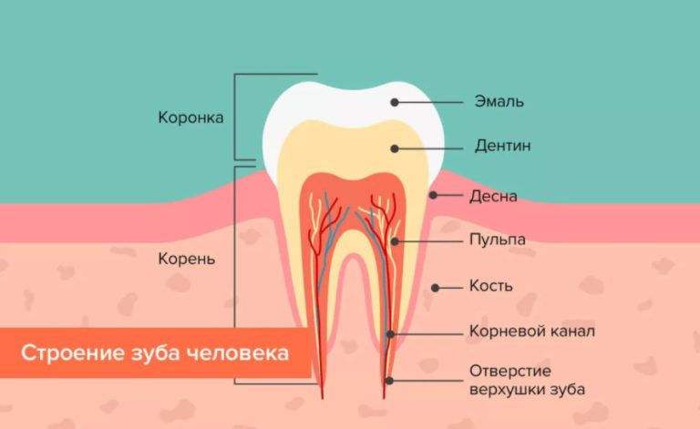 Строение зуба человека Строение зуба человека