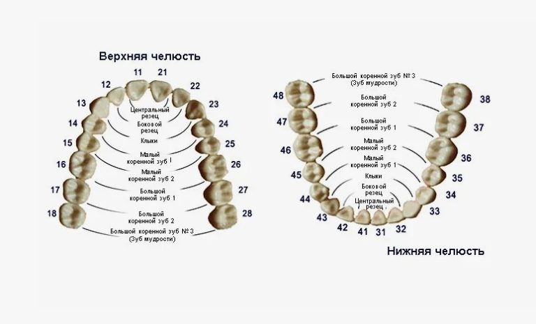 Как считают зубы стоматологи: схема с номерами Как считают зубы стоматологи: схема с номерами